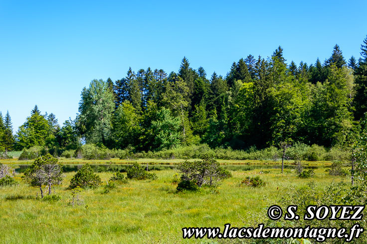 Photo n201806003
Lac-tourbire Luitel (1250m) (Belledonne, Isre)
Clich Serge SOYEZ
Copyright Reproduction interdite sans autorisation