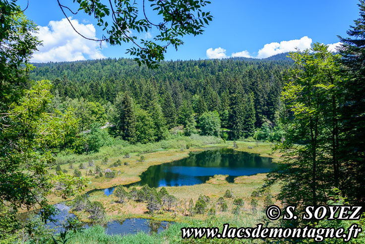 Photo n201806006
Lac-tourbire Luitel (1250m) (Belledonne, Isre)
Clich Serge SOYEZ
Copyright Reproduction interdite sans autorisation