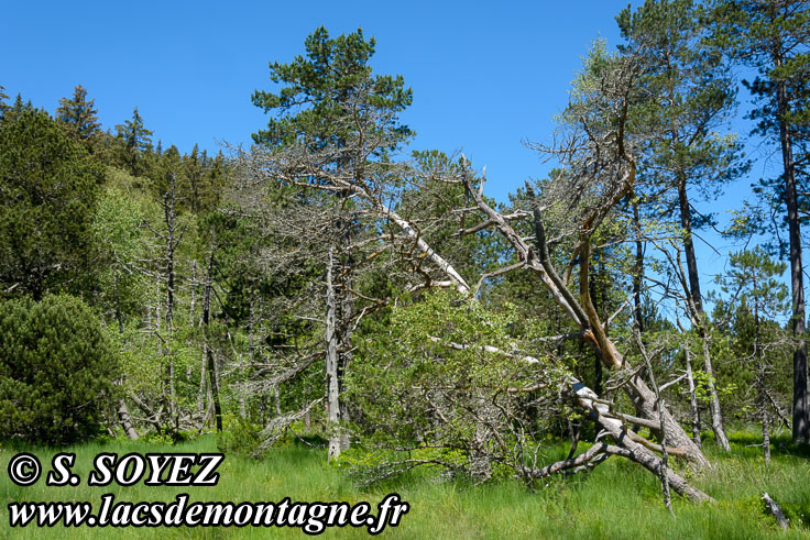 Photo n202006004
Tourbire du col Luitel (1250m) (Belledonne, Isre)
Clich Serge SOYEZ
Copyright Reproduction interdite sans autorisation