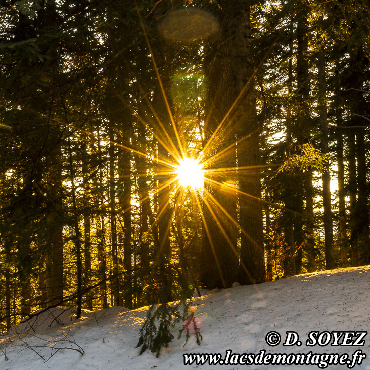 Photo n202412002
Soleil couchant dans une fort d'picas en hiver
(Le-Sappey-en-Chartreuse, Isre).
Clich Dominique SOYEZ
Copyright Reproduction interdite sans autorisation