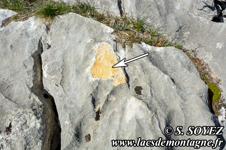 Photo n201704014
Valle fossile des Rimets (1070m) (Vercors, Isre)
Dgradations sur le site de la Valle fossile des Rimets
Clich Serge SOYEZ
Copyright Reproduction interdite sans autorisation