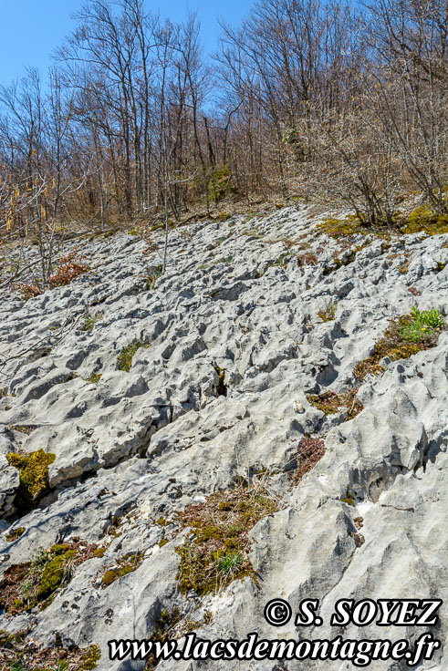 Photo n°201704019
Vallée fossile des Rimets (1070m) (Vercors, Isère)
Lapiaz de calcaire urgonien. 
Cliché Serge SOYEZ
Copyright Reproduction interdite sans autorisation