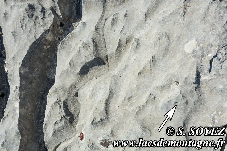 Photo n°201704023
Vallée fossile des Rimets (1070m) (Vercors, Isère)
Nérinée (Gastéropode marin) 
Cliché Serge SOYEZ
Copyright Reproduction interdite sans autorisation