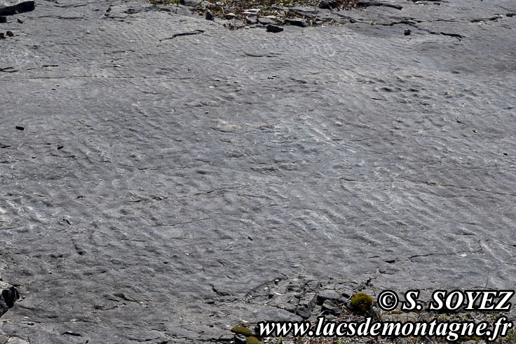 Photo n�202504004
Rides de vagues ou ripple-mark.
Site � pistes de dinosaures � Loulle dans le Jura. Lieu-dit le Bois-Aux-Salp�triers - D253 39300 LOULLE
Clich� Serge SOYEZ
Copyright Reproduction interdite sans autorisation