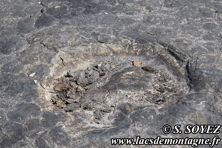 Photo n�202504005
Empreintes de pas de Dinosaure herbivore (Sauropode).
Site � pistes de dinosaures � Loulle dans le Jura. Lieu-dit le Bois-Aux-Salp�triers - D253 39300 LOULLE
Clich� Serge SOYEZ
Copyright Reproduction interdite sans autorisation