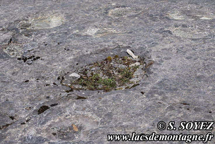 Photo n�202504009
Empreintes de pas de Dinosaure herbivore (Sauropode).
Site � pistes de dinosaures � Loulle dans le Jura. Lieu-dit le Bois-Aux-Salp�triers - D253 39300 LOULLE
Clich� Serge SOYEZ
Copyright Reproduction interdite sans autorisation