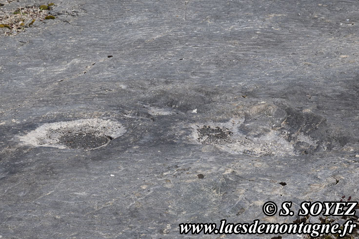 Photo n�202504010
Empreintes de pas de Dinosaure herbivore (Sauropode) sur des rides de vagues fossilis�es.
Site � pistes de dinosaures � Loulle dans le Jura. Lieu-dit le Bois-Aux-Salp�triers - D253 39300 LOULLE
Clich� Serge SOYEZ
Copyright Reproduction interdite sans autorisation