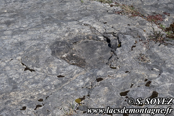 Photo n�202504014
Empreintes de pas de Dinosaure herbivore (Sauropode) et polygones de dessiccation.
Site � pistes de dinosaures � Loulle dans le Jura. Lieu-dit le Bois-Aux-Salp�triers - D253 39300 LOULLE
Clich� Serge SOYEZ
Copyright Reproduction interdite sans autorisation