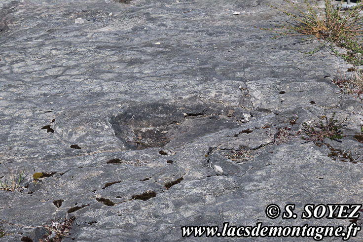 Photo n�202504015
Empreintes de pas de Dinosaure herbivore (Sauropode) et polygones de dessiccation.
Site � pistes de dinosaures � Loulle dans le Jura. Lieu-dit le Bois-Aux-Salp�triers - D253 39300 LOULLE
Clich� Serge SOYEZ
Copyright Reproduction interdite sans autorisation