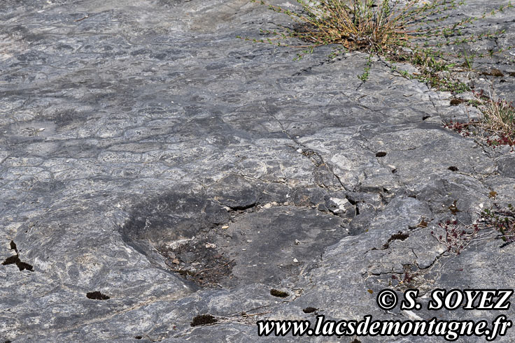 Photo n�202504024
Empreintes de pas de Dinosaure herbivore (Sauropode) et polygones de dessiccation.
Site � pistes de dinosaures � Loulle dans le Jura. Lieu-dit le Bois-Aux-Salp�triers - D253 39300 LOULLE
Clich� Serge SOYEZ
Copyright Reproduction interdite sans autorisation