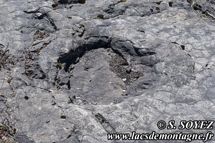 Photo n�202504025
Empreintes de pas de Dinosaure herbivore (Sauropode) et polygones de dessiccation.
Site � pistes de dinosaures � Loulle dans le Jura. Lieu-dit le Bois-Aux-Salp�triers - D253 39300 LOULLE
Clich� Serge SOYEZ
Copyright Reproduction interdite sans autorisation