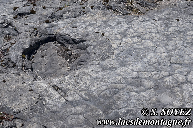 Photo n�202504027
Empreintes de pas de Dinosaure herbivore (Sauropode) et polygones de dessiccation.
Site � pistes de dinosaures � Loulle dans le Jura. Lieu-dit le Bois-Aux-Salp�triers - D253 39300 LOULLE
Clich� Serge SOYEZ
Copyright Reproduction interdite sans autorisation
