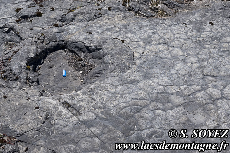 Photo n�202504028
Empreintes de pas de Dinosaure herbivore (Sauropode) et polygones de dessiccation.
Site � pistes de dinosaures � Loulle dans le Jura. Lieu-dit le Bois-Aux-Salp�triers - D253 39300 LOULLE
Clich� Serge SOYEZ
Copyright Reproduction interdite sans autorisation
