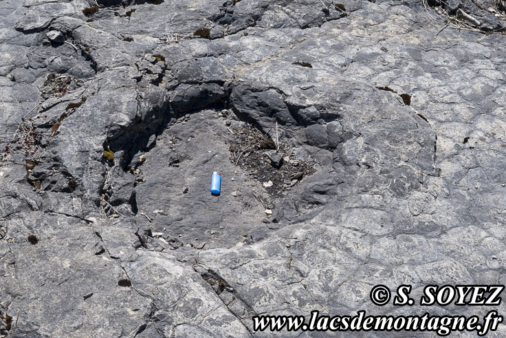 Photo n�202504029
Empreintes de pas de Dinosaure herbivore (Sauropode) et polygones de dessiccation.
Site � pistes de dinosaures � Loulle dans le Jura. Lieu-dit le Bois-Aux-Salp�triers - D253 39300 LOULLE
Clich� Serge SOYEZ
Copyright Reproduction interdite sans autorisation