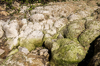 Stromatolithes vivants du Dard, cours d'eau de la recul�e de Baume-les-Messieurs (Jura)