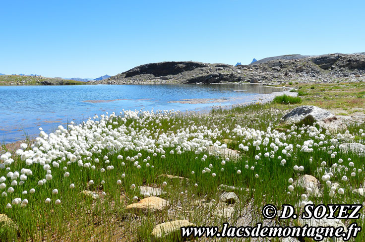 Linaigrette de Scheuchzer (Eriophorum scheuchzeri Hoppe, 1800)
Clich Dominique SOYEZ
Copyright Reproduction interdite sans autorisation