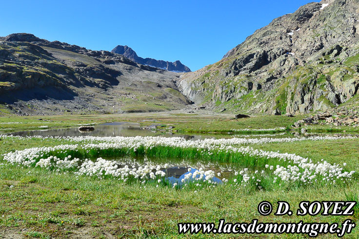 Linaigrette de Scheuchzer (Eriophorum scheuchzeri Hoppe, 1800)
Clich Dominique SOYEZ
Copyright Reproduction interdite sans autorisation