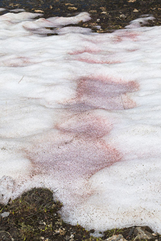 Sanguina nivaloides�: le sang des glaciers