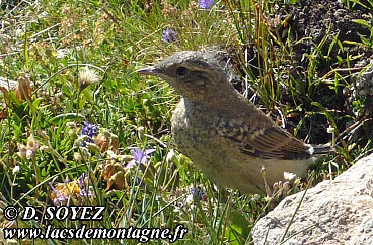 Cliché Dominique SOYEZ
Copyright Reproduction interdite sans autorisation Pipit spioncelle (Anthus spinoletta)
Cliché Dominique SOYEZ
Copyright Reproduction interdite sans autorisation