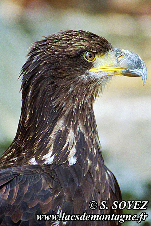 Photo n20040804NHD_art
Aigle royal (Aquila chrysaetos)
Clich Serge SOYEZ
Copyright Reproduction interdite sans autorisation