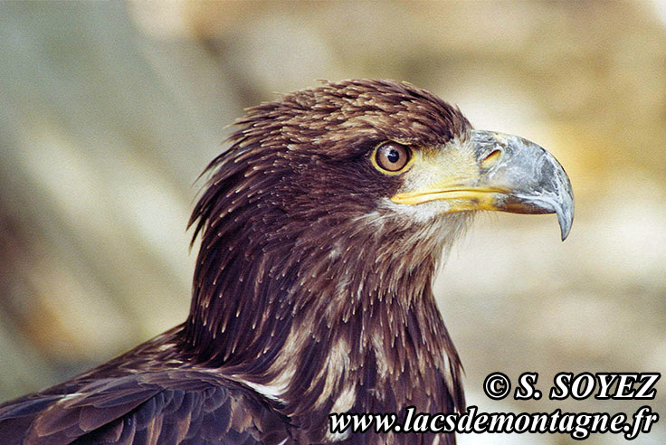 Photo n20040805
Aigle royal (Aquila chrysaetos)
Clich Serge SOYEZ
Copyright Reproduction interdite sans autorisation