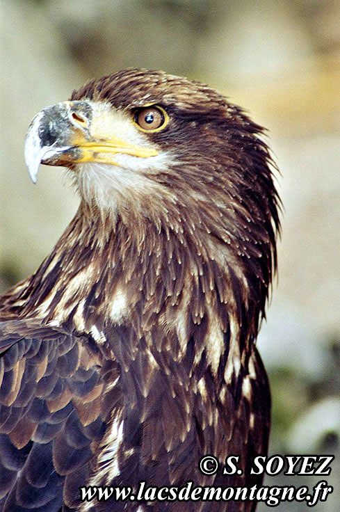 Aigle royal (Aquila chrysaetos)
Clich Serge SOYEZ
Copyright Reproduction interdite sans autorisation