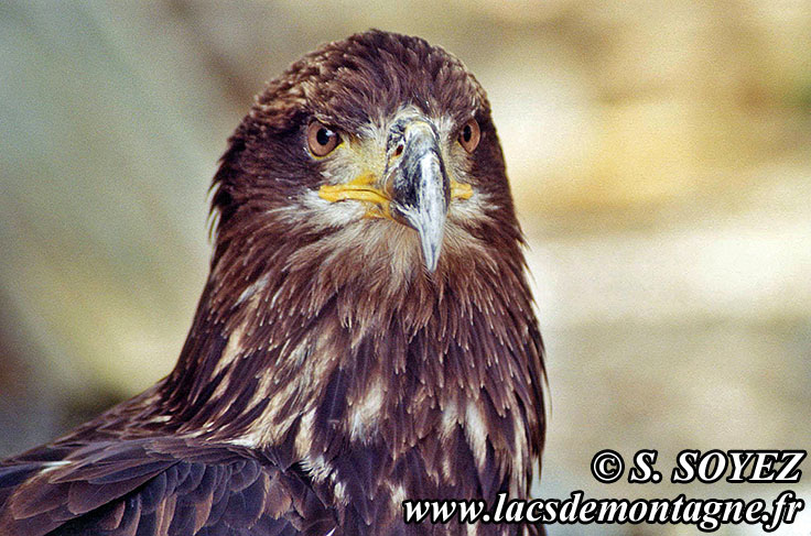 Photo n20040808
Aigle royal (Aquila chrysaetos)
Clich Serge SOYEZ
Copyright Reproduction interdite sans autorisation