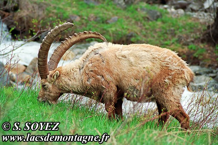 Photo n20090501NHD_art_filtered
Bouquetin (Capra ibex)
Clich Serge SOYEZ
Copyright Reproduction interdite sans autorisation