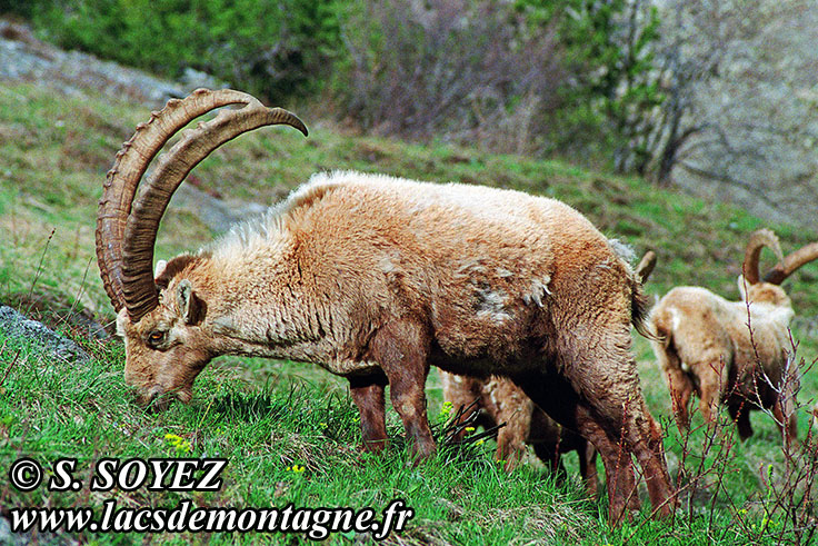 Photo n°20090502NHD_art
Bouquetin (Capra ibex)
Cliché Serge SOYEZ
Copyright Reproduction interdite sans autorisation