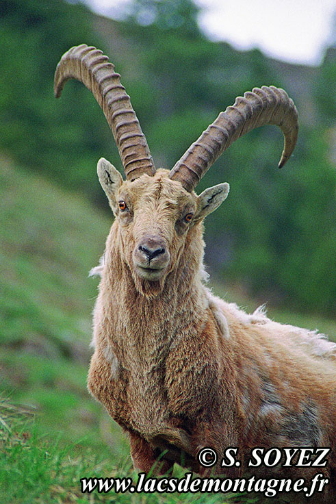 Photo n20090504NHD_art
Bouquetin (Capra ibex)
Clich Serge SOYEZ
Copyright Reproduction interdite sans autorisation