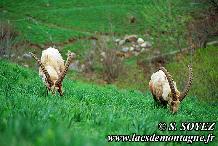 Photo n20090505NHD_art_filtered
Bouquetin (Capra ibex)
Clich Serge SOYEZ
Copyright Reproduction interdite sans autorisation