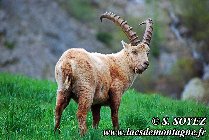 Photo n20090506NHD_art_filtered
Bouquetin (Capra ibex)
Clich Serge SOYEZ
Copyright Reproduction interdite sans autorisation