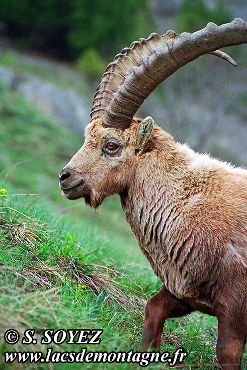 Photo n°20090507NHD_art_filtered
Bouquetin (Capra ibex)Cliché Serge SOYEZ
Copyright Reproduction interdite sans autorisation
