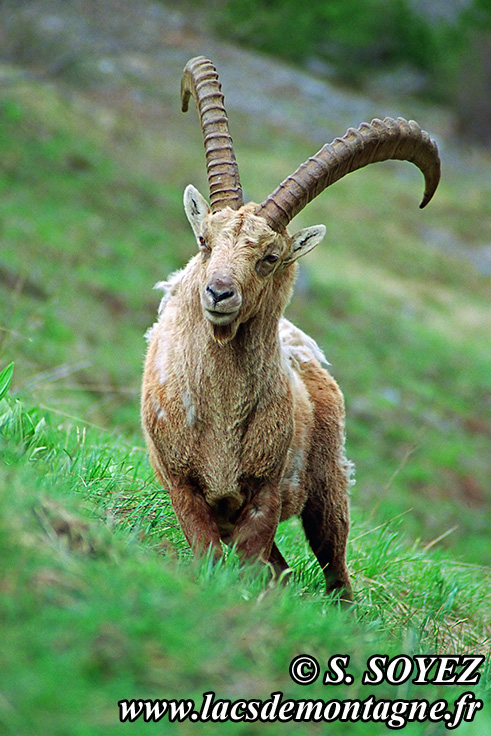 Photo n°20090508NHD_art_filtered
Bouquetin (Capra ibex)
Cliché Serge SOYEZ
Copyright Reproduction interdite sans autorisation