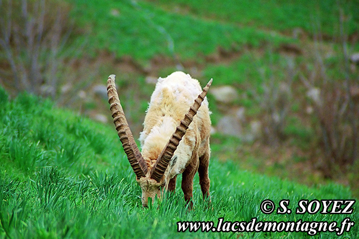 Photo n°20090509NHD_art_filtered
Bouquetin (Capra ibex)
Cliché Serge SOYEZ
Copyright Reproduction interdite sans autorisation