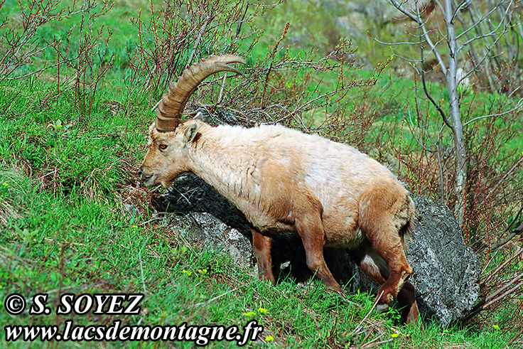Photo n°20090510NHD_art_filtered
Bouquetin (Capra ibex)
Cliché Serge SOYEZ
Copyright Reproduction interdite sans autorisation