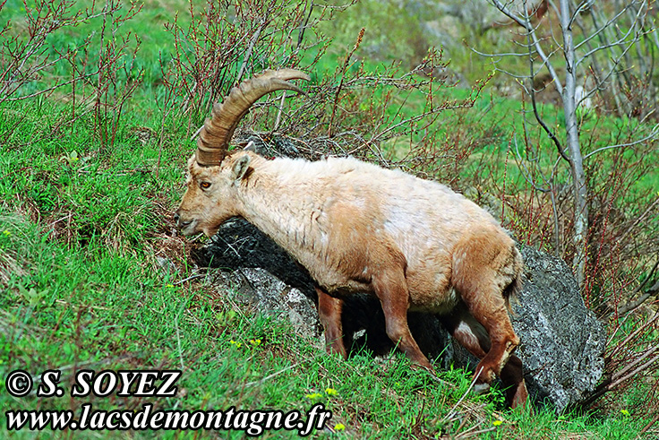 Photo n°20090510NHD_art_filtered
Bouquetin (Capra ibex)
Cliché Serge SOYEZ
Copyright Reproduction interdite sans autorisation