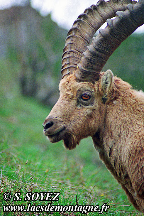 Photo n20090511NHD_art
Bouquetin (Capra ibex)
Clich Serge SOYEZ
Copyright Reproduction interdite sans autorisation