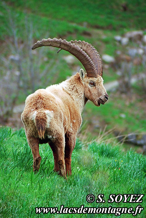 Photo n°20090512NHD_art_filtered
Bouquetin (Capra ibex)
Cliché Serge SOYEZ
Copyright Reproduction interdite sans autorisation