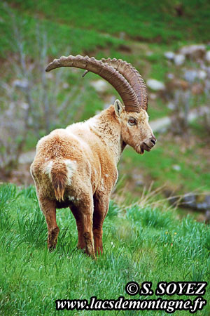 Bouquetin (Capra ibex)
Clich Serge SOYEZ
Copyright Reproduction interdite sans autorisation