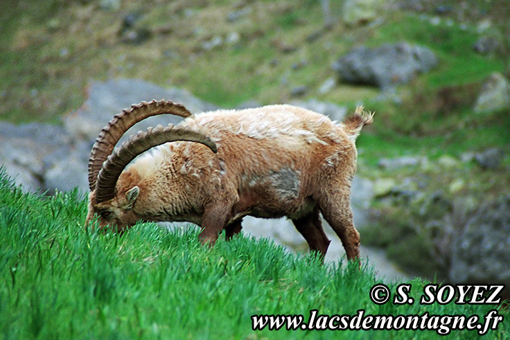 Photo n°20090513NHD_art_filtered
Bouquetin (Capra ibex)
Cliché Serge SOYEZ
Copyright Reproduction interdite sans autorisation