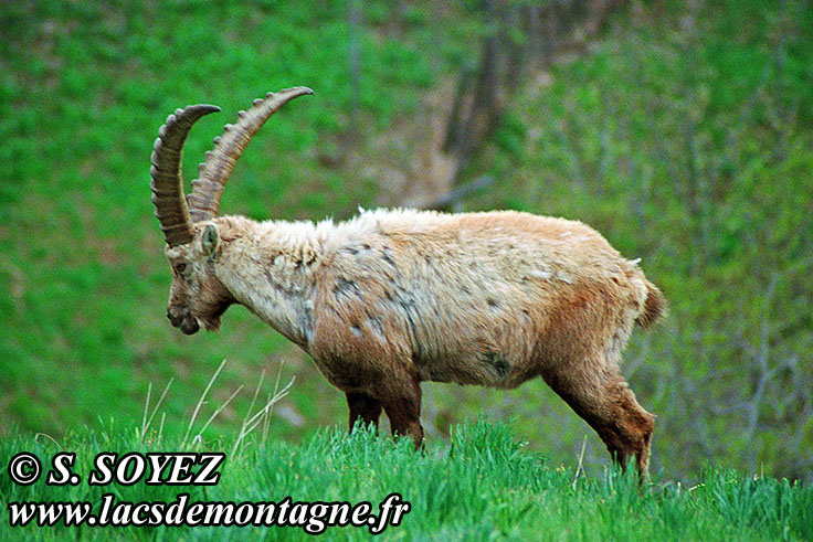 Photo n°20090514NHD_art
Bouquetin (Capra ibex)
Cliché Serge SOYEZ
Copyright Reproduction interdite sans autorisation