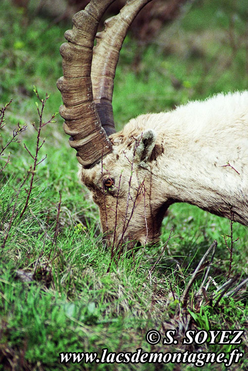 Photo n°20090515
Bouquetin (Capra ibex)
Cliché Serge SOYEZ
Copyright Reproduction interdite sans autorisation