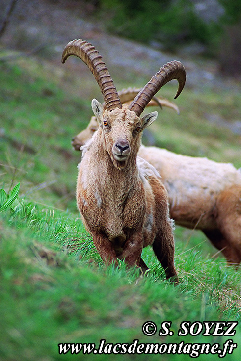 Photo n°20090516NHD_art_filtered
Bouquetin (Capra ibex)
Cliché Serge SOYEZ
Copyright Reproduction interdite sans autorisation
