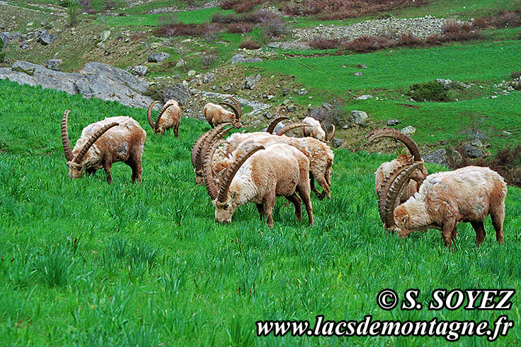 Photo n20090517NHD_art
Bouquetin (Capra ibex)
Clich Serge SOYEZ
Copyright Reproduction interdite sans autorisation