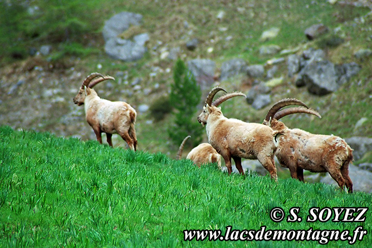 Photo n°20090518NHD_art_filtered
Bouquetin (Capra ibex)
Cliché Serge SOYEZ
Copyright Reproduction interdite sans autorisation