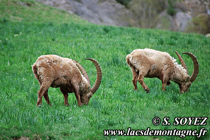 Photo n°20090519NHD_art_filtered
Bouquetin (Capra ibex)
Cliché Serge SOYEZ
Copyright Reproduction interdite sans autorisation
