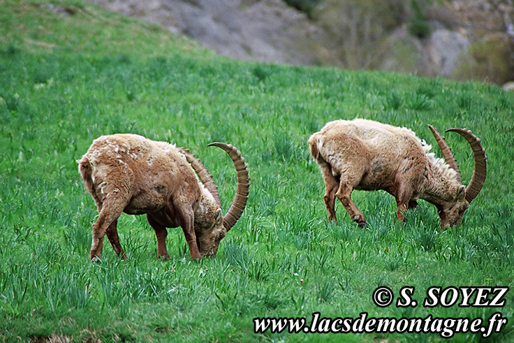 Photo n20090519NHD_art_filtered
Bouquetin (Capra ibex)
Clich Serge SOYEZ
Copyright Reproduction interdite sans autorisation