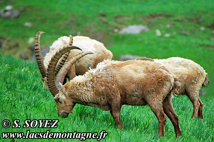Photo n°20090520NHD_art_filtered
Bouquetin (Capra ibex)
Cliché Serge SOYEZ
Copyright Reproduction interdite sans autorisation