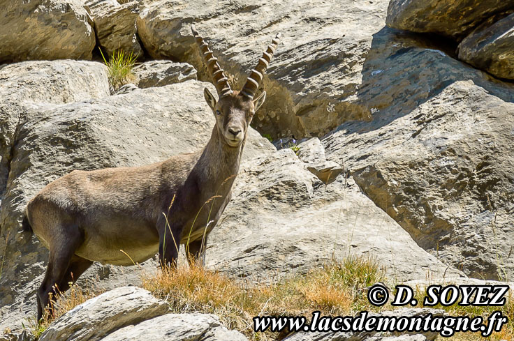 Photo n°201207091
Bouquetin (Capra ibex)
Cliché Dominique SOYEZ
Copyright Reproduction interdite sans autorisation